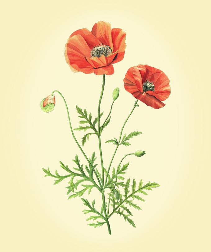 ApoDoc Bild Medium 04